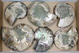 Lot: - Cut Ammonite Pairs (Grade B/C) - Pairs #101583-1